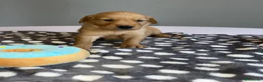 Golden Retriever Light Blue