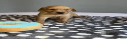 Golden Retriever dogs for sale: KC Fox Red Golden Retriever Puppies  in ELY - Advert 4