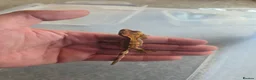 Gecko reptiles for sale: 2 crested babies for sale. - Advert 4