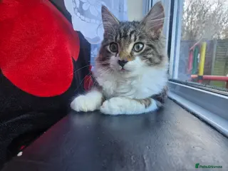 Mixed Breed cats 🐾 Precious Bottle-Fed & Hand-Raised Kittens ❣️ - Advert 1