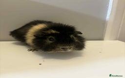 Guinea Pig rodents for sale: 4x male Guniea pigs  - Advert 2