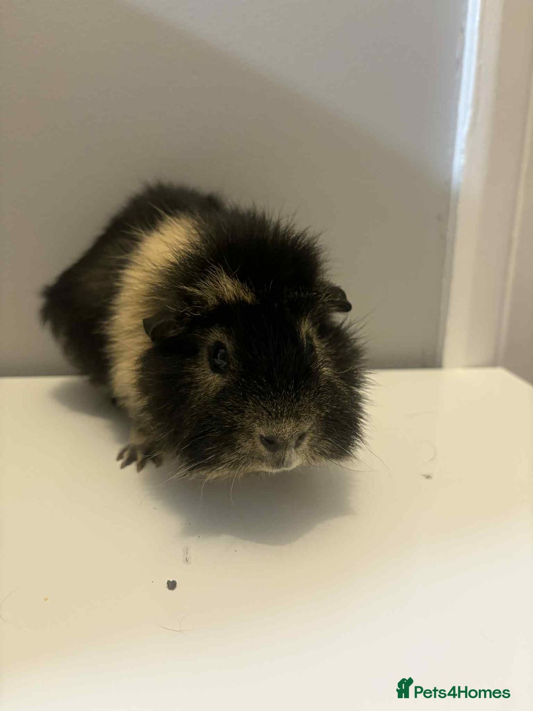 Guinea Pig rodents for sale: 4x male Guniea pigs  - Advert 2
