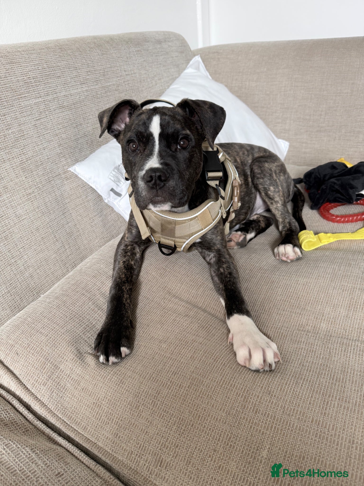 Staffordshire Bull Terrier dogs Staffy pup  - Advert 4