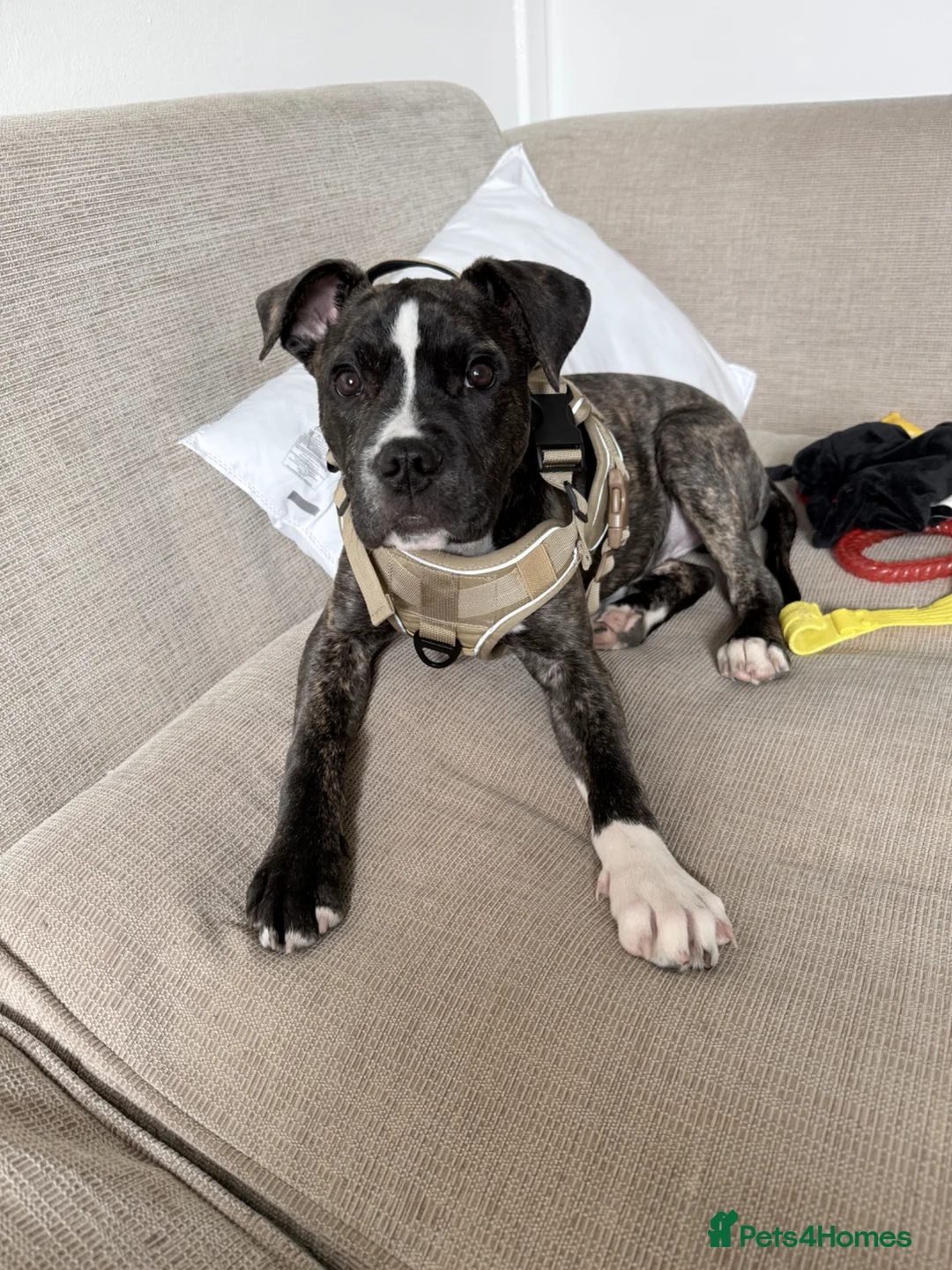 Staffordshire Bull Terrier dogs for sale: Staffy pup  in Aberdeen - Advert 1