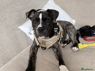 Staffordshire Bull Terrier dogs Staffy pup - Advert 17