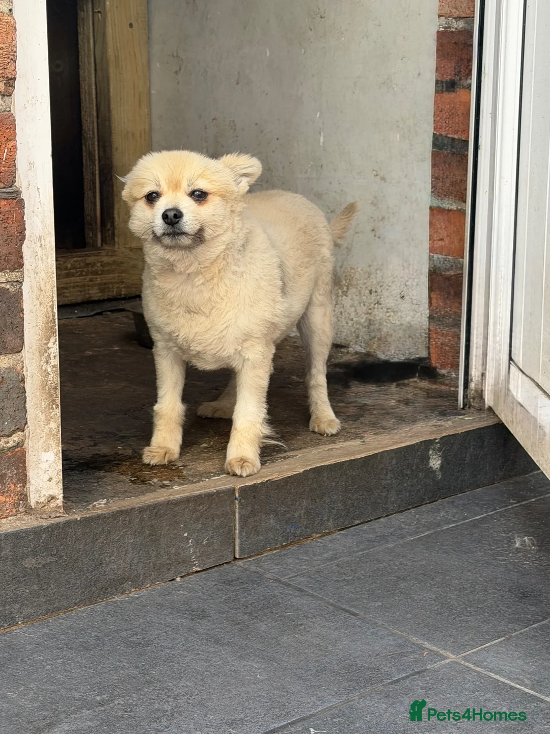 Pomeranian dogs for sale: Two Pomeranians Mother & Son Looking for new home in Saint Helens - Advert 4