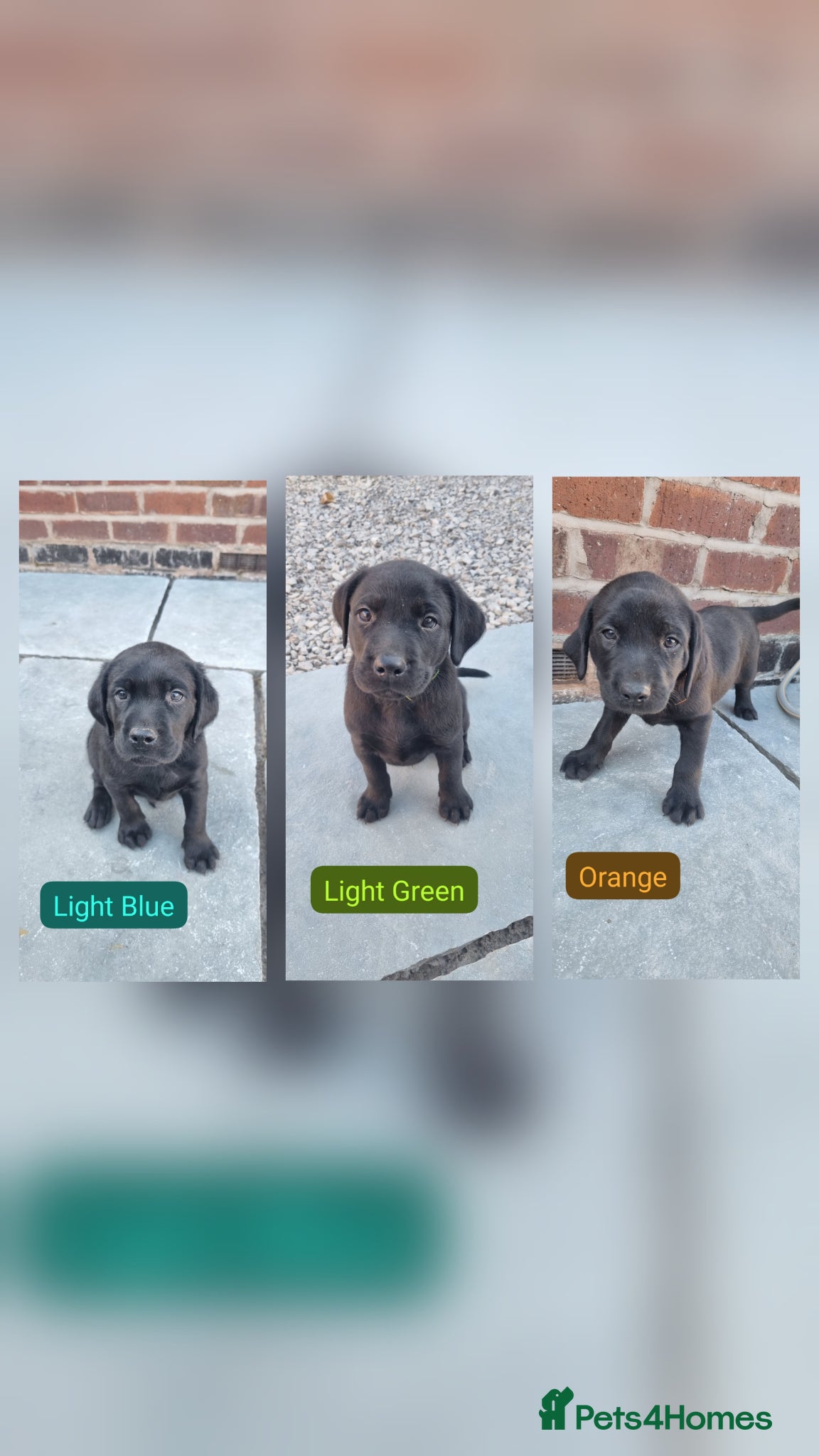 Labrador Retriever dogs KC BLACK LABRADOR PUPPIES - Advert 17