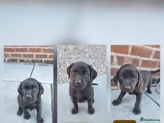Labrador Retriever dogs KC BLACK LABRADOR PUPPIES - Advert 6