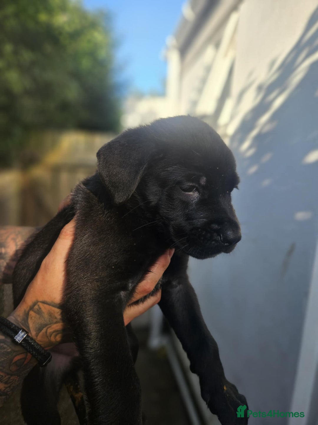Mixed Breed dogs for sale: Light Green - Puppies for sale  - Image 8