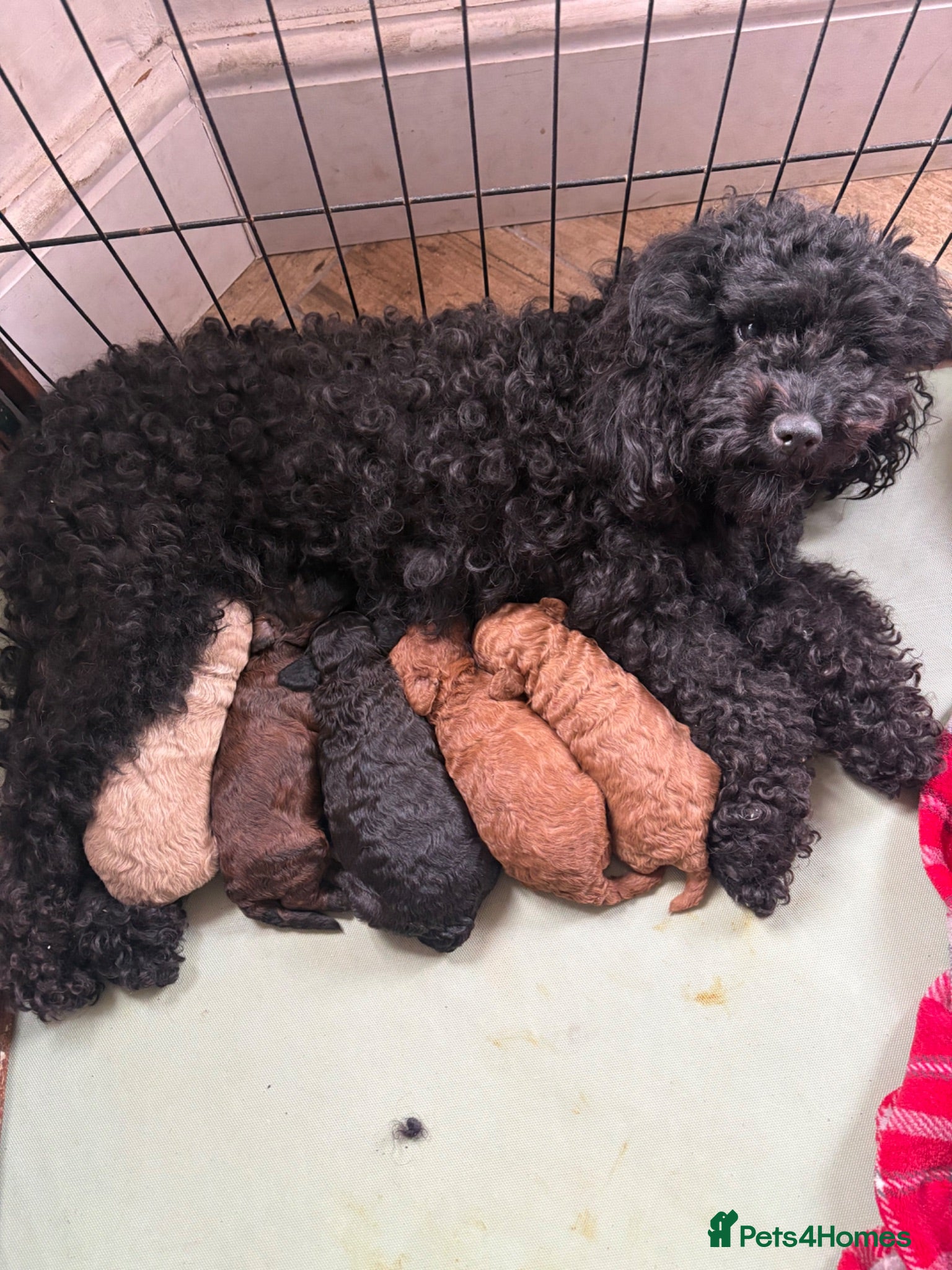 Cavapoo dogs Cavapoo puppies  - Advert 1