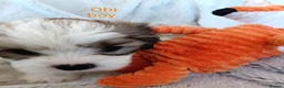 Zuchon dogs for sale: Zuchon puppies for sale 3 boys left and 1 girl.  in Ledbury - Advert 6