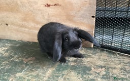 Flemish rabbits for sale: FLEMISH GIANT,CROSS - Advert 21