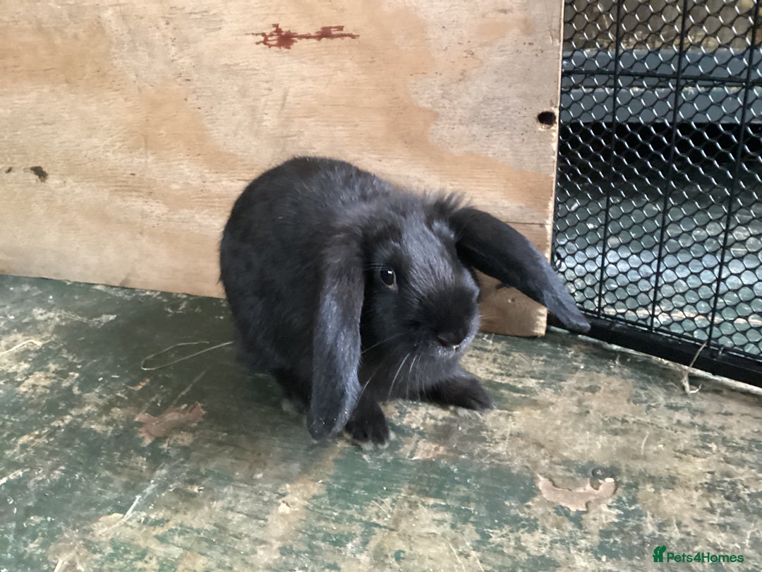 Flemish rabbits for sale: FLEMISH GIANT,CROSS - Advert 21