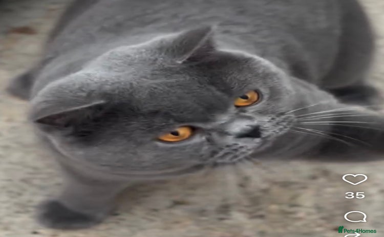 British Shorthair cats Champion Blue Boy, Kotoffski Lines for Stud Duties - Advert 1