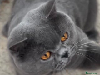 British Shorthair cats Champion Blue Boy, Kotoffski Lines for Stud Duties - Advert 2