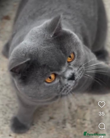 British Shorthair cats Champion Blue Boy, Kotoffski Lines for Stud Duties - Advert 1