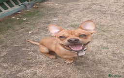 Mixed Breed dogs for sale: 1 year old French bull dog / dachshund cross  - Image 1
