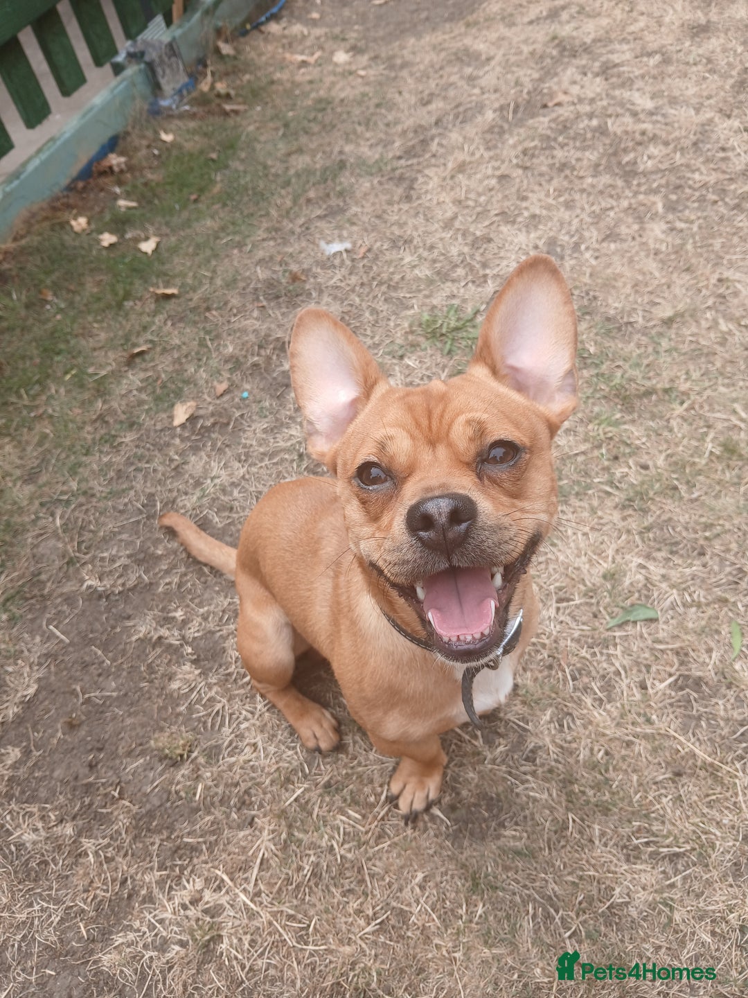 Mixed Breed dogs for sale: 1 year old French bull dog / dachshund cross  - Image 1