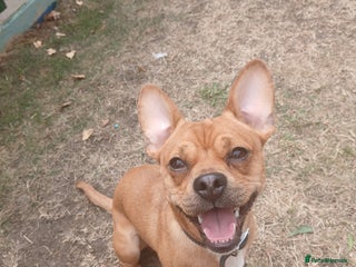 Mixed Breed dogs - Advert 23