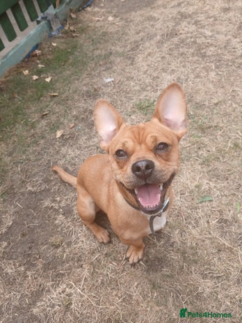 Mixed Breed dogs - Advert 18