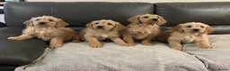 Labradoodle dogs for sale: Beautiful Golden and Black F1 Labradoodle Puppies - Advert 5