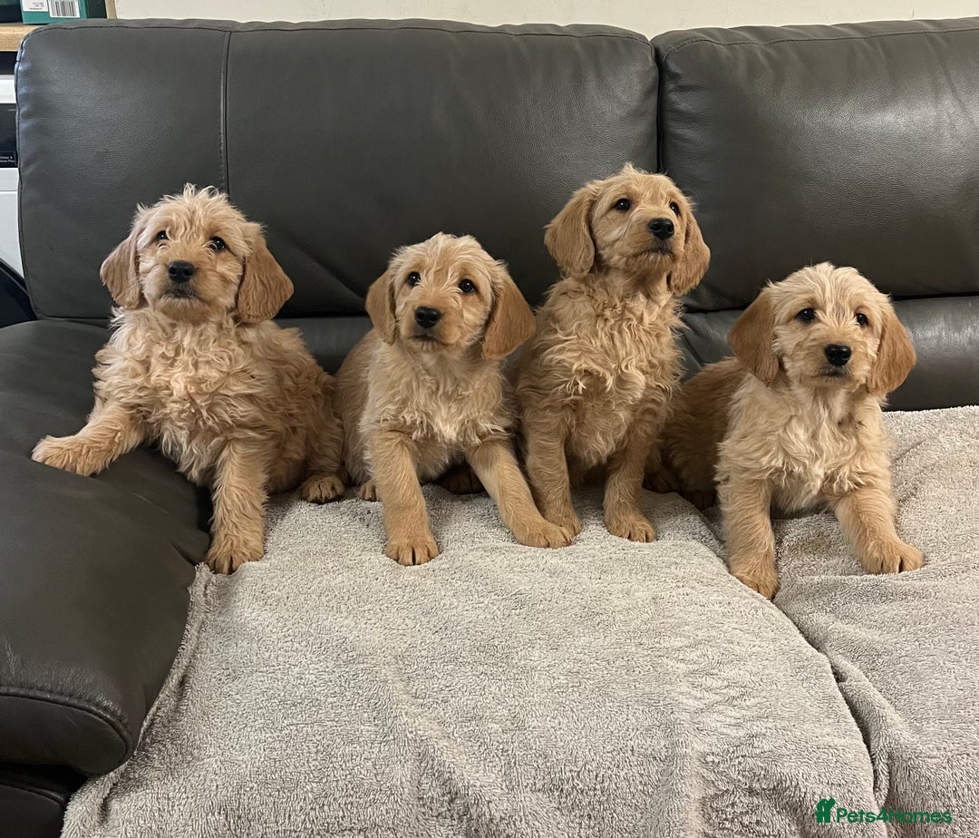 Labradoodle dogs for sale: Beautiful Golden and Black F1 Labradoodle Puppies - Advert 5