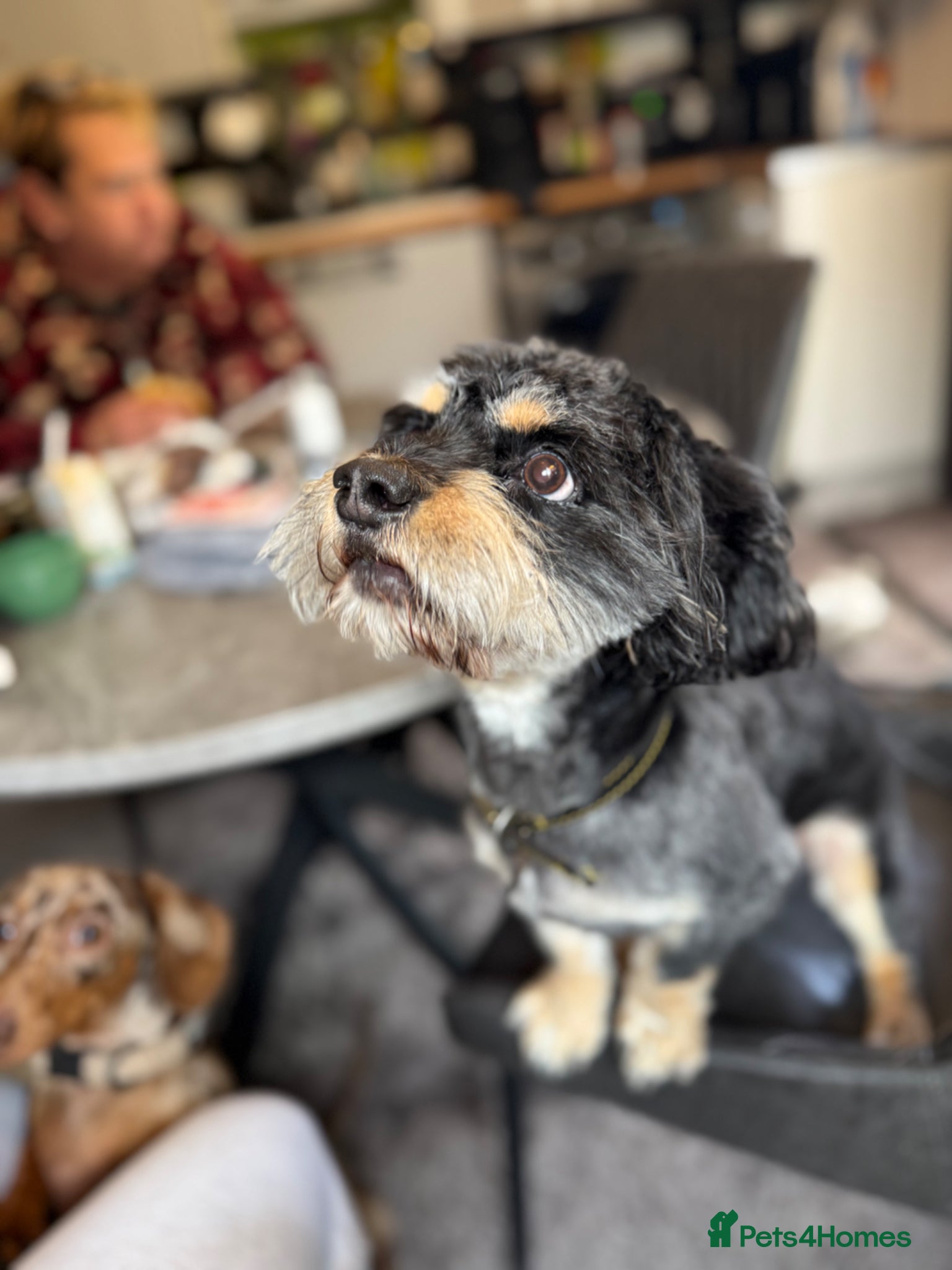 Mixed Breed dogs for sale: Dog for re homing  - Advert 4