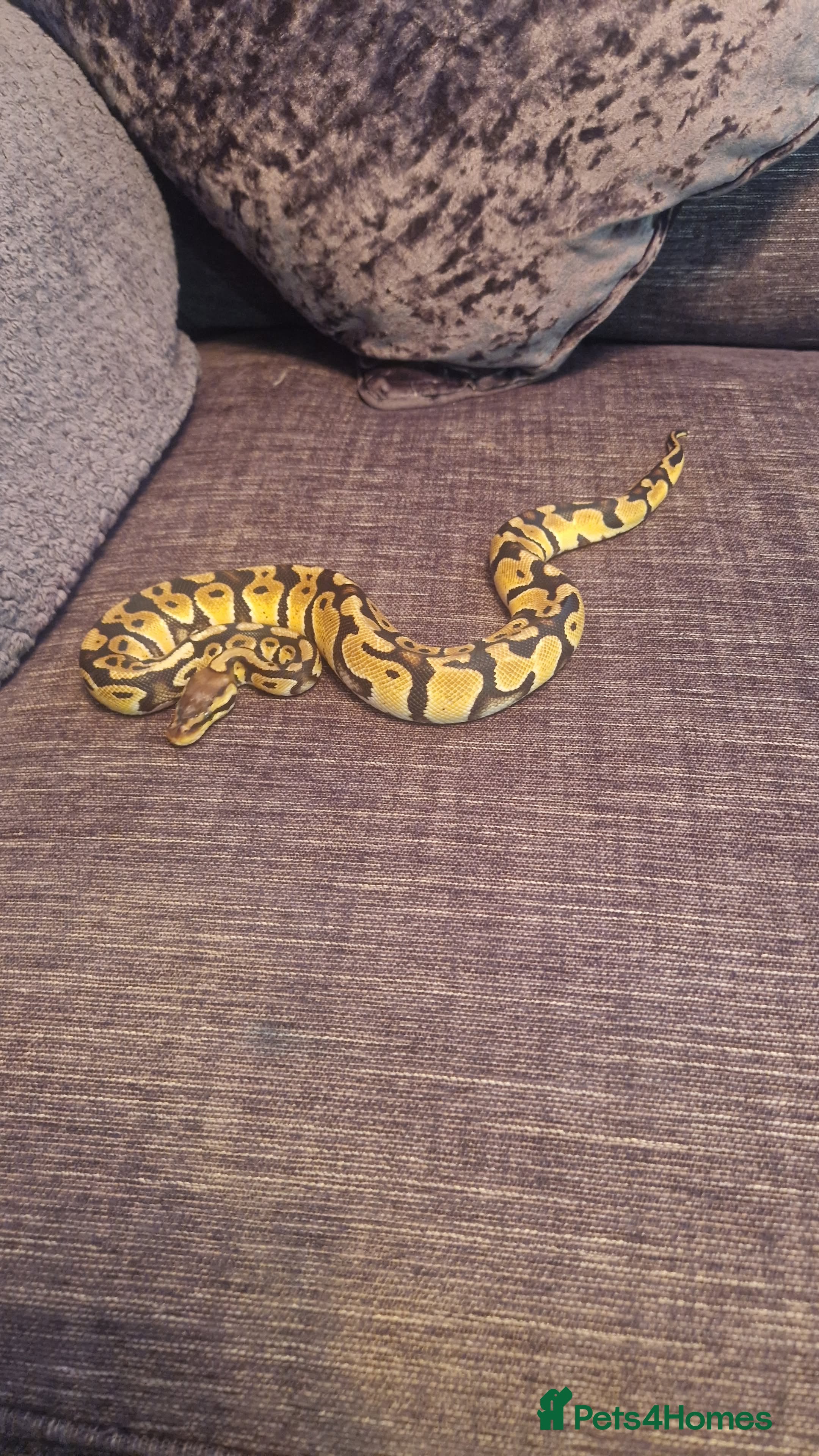 Python Snake reptiles Female pastel ball python - Advert 21
