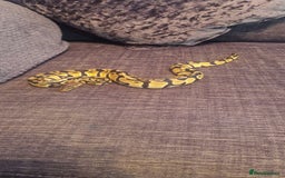 Python Snake reptiles for sale: Female pastel ball python - Advert 1