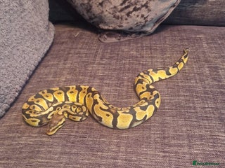 Python Snake reptiles Female pastel ball python - Advert 18
