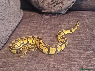 Python Snake reptiles Female pastel ball python - Advert 1