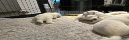 Samoyed dogs for sale:     Adorable Samoyed Puppies Looking for 5★ Homes - Advert 8