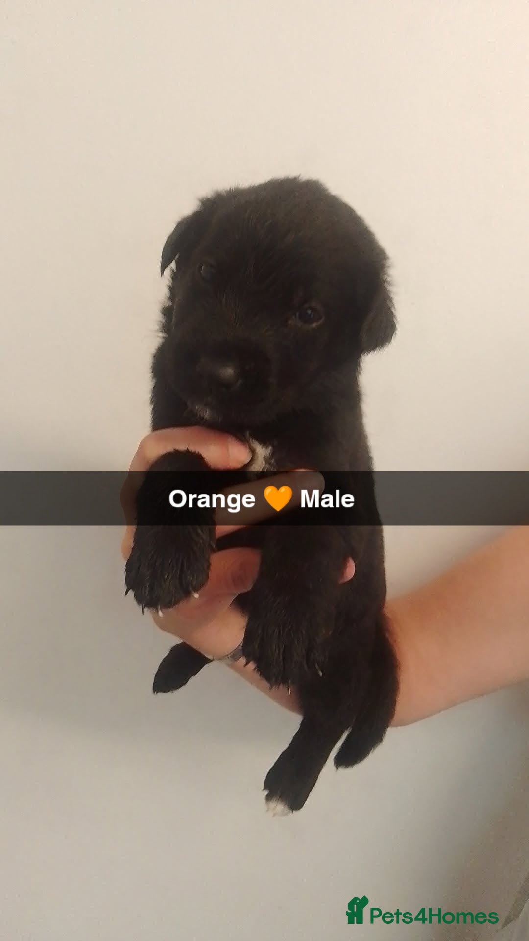 Mixed Breed dogs for sale: 9 German corso puppies  - Image 5