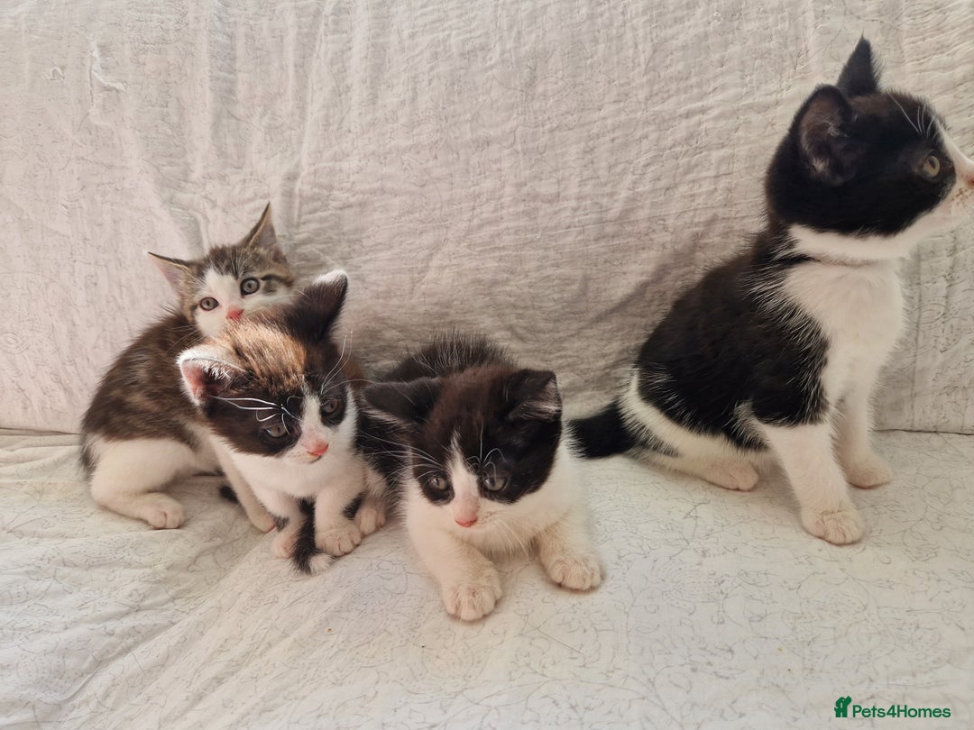 Domestic Shorthair cats for sale: Domestic shorthair kittens  - Image 12