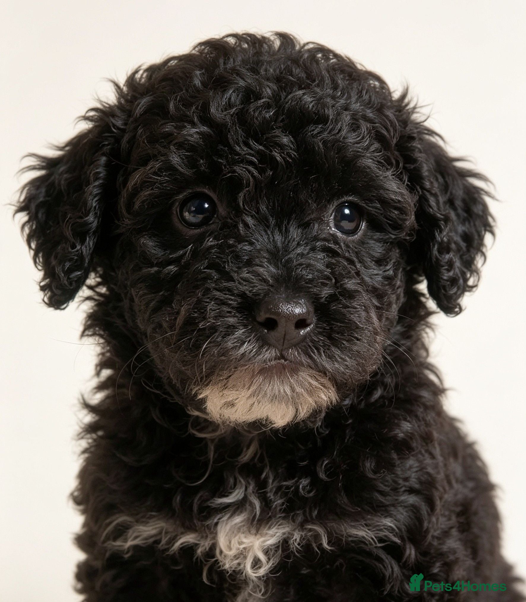 Cockapoo dogs Last beautiful girl  - Advert 2