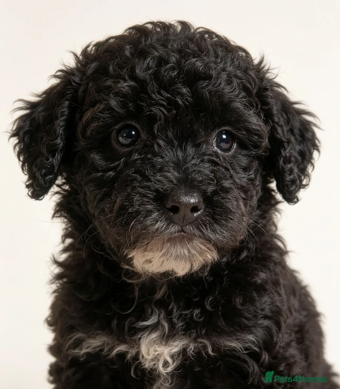 Cockapoo dogs for sale: Last beautiful girl  - Advert 1