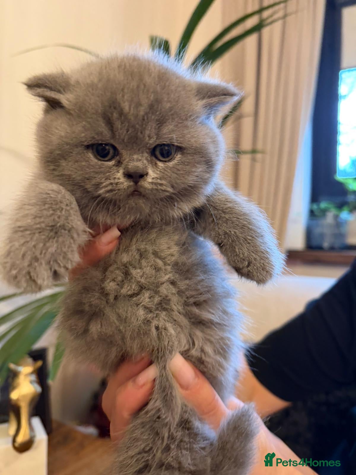 British Shorthair cats GORGEOUS BRITISH SHORTHAIR BLUE GCCF KITTENS - Advert 13