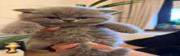 British Shorthair cats for sale: GORGEOUS BRITISH SHORTHAIR BLUE GCCF KITTENS - Advert 3