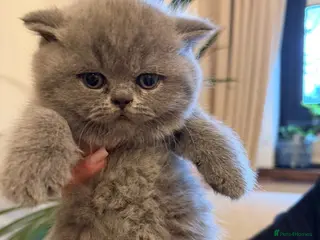 British Shorthair cats GORGEOUS BRITISH SHORTHAIR BLUE GCCF KITTENS - Advert 16