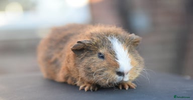 Guinea Pig rodents in Wigan - Advert 3