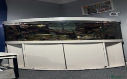 Piranhas fish for sale: 6 piranhas  - Image 8