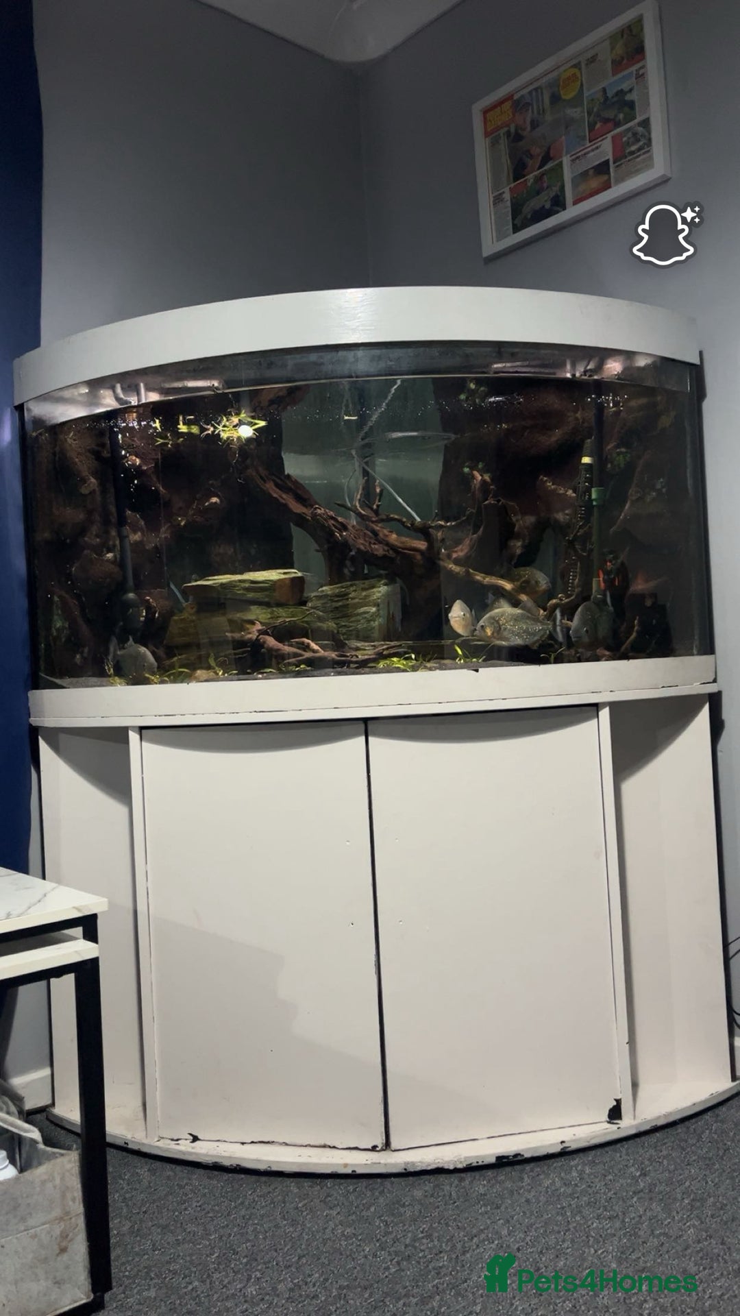 Piranhas fish for sale: 6 piranhas  - Image 8