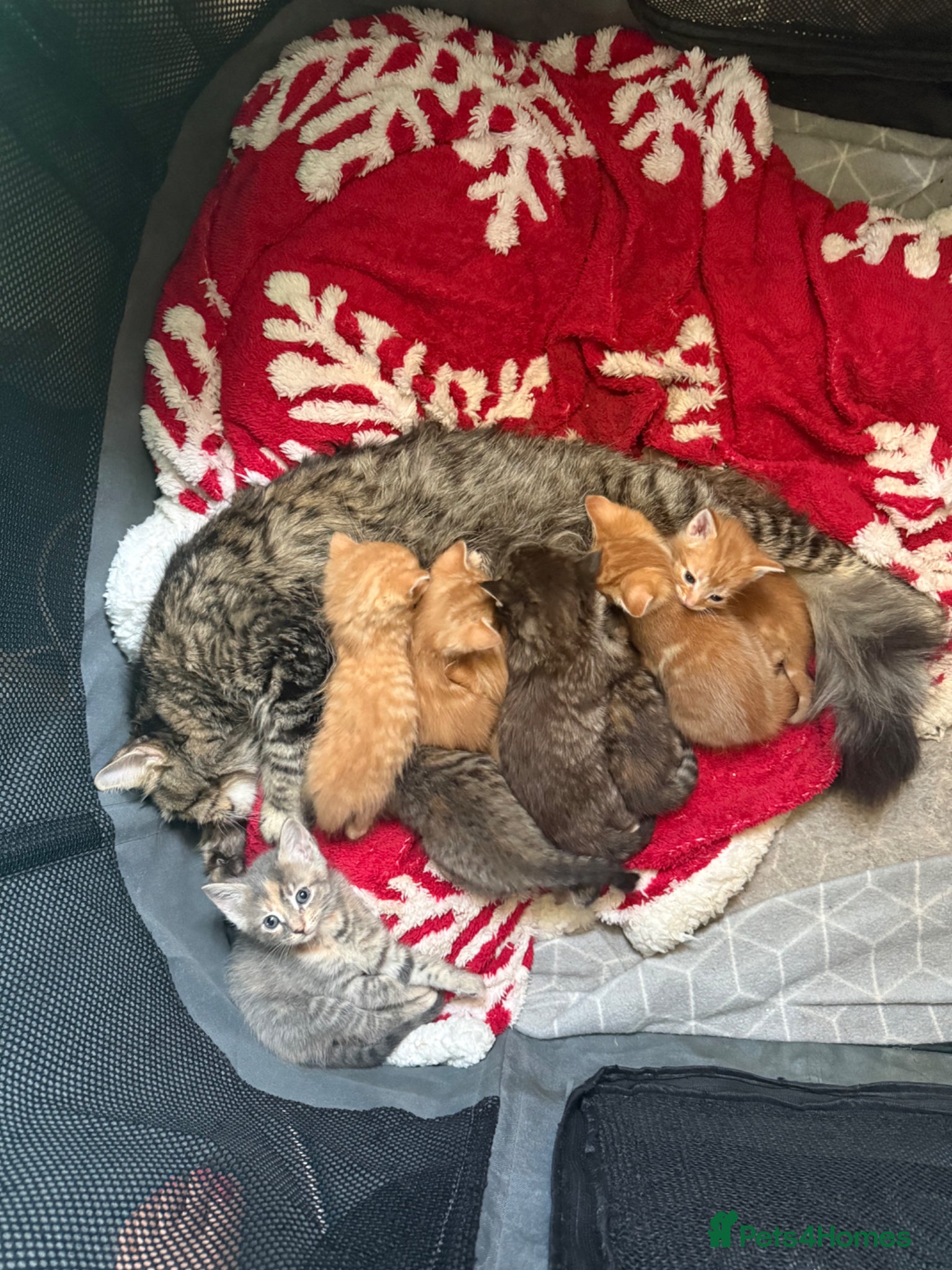 Maine Coon cats Stunning Maine coone/shorthair kittens  - Advert 1