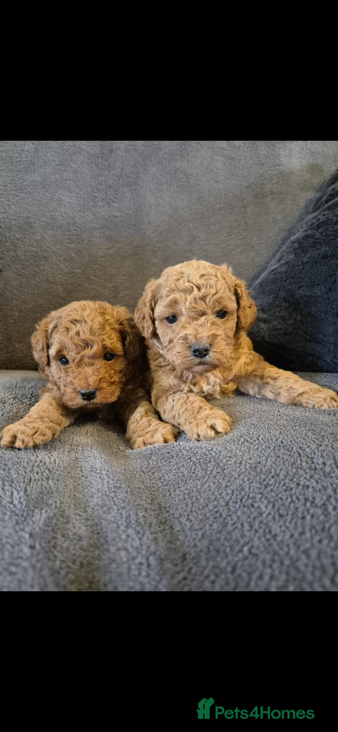 Cavapoo dogs for sale: Beautiful F1B Cavapoo Puppies - Advert 6