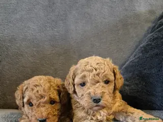 Cavapoo dogs Beautiful F1B Cavapoo Puppies - Advert 3