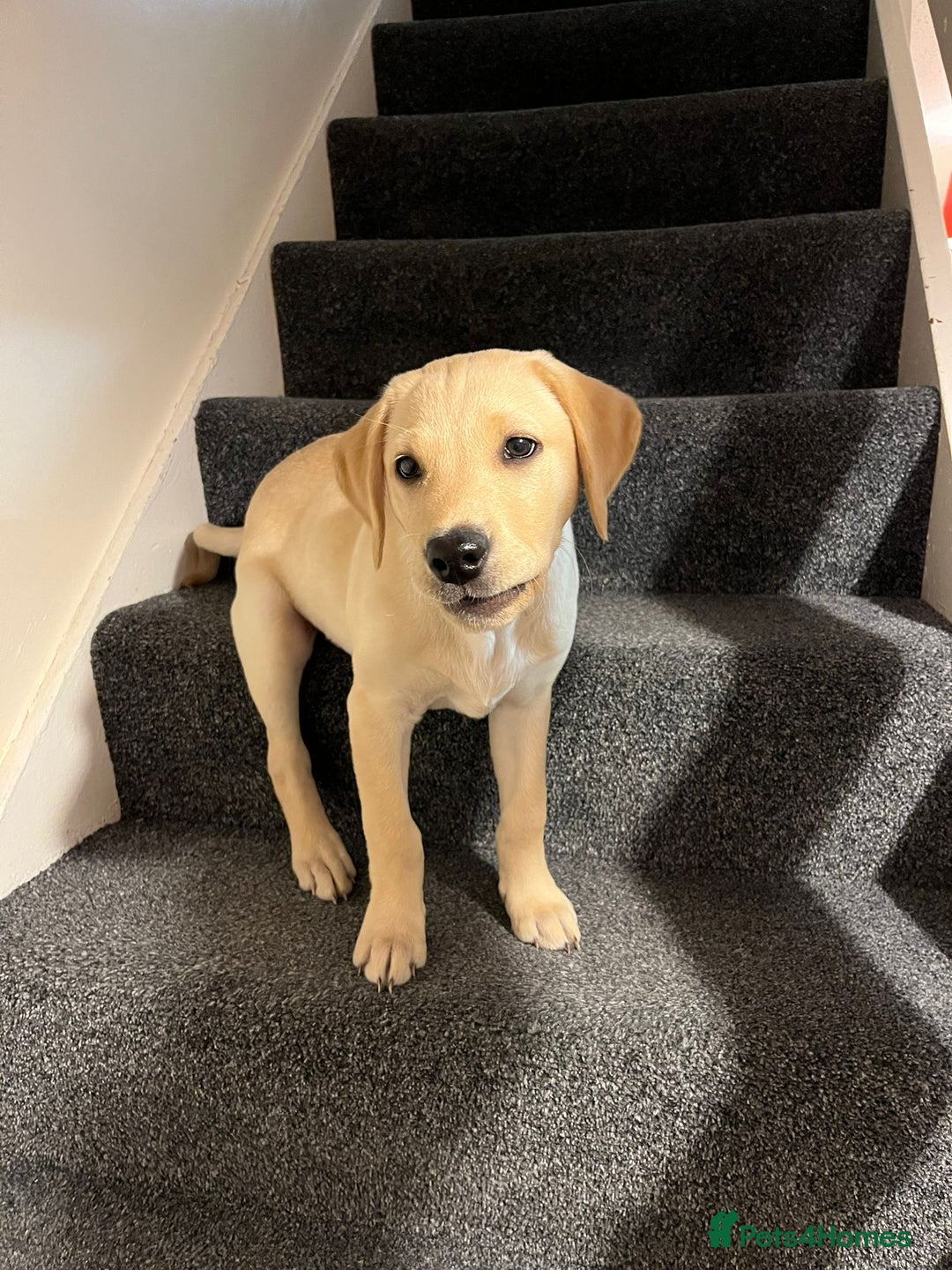 Labrador Retriever dogs for sale: KC Registered Labrador Puppy – 13 Weeks Old - Advert 5