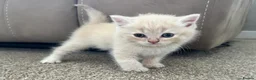 Scottish Fold cats for sale: PUREBRED Scottish fold kittens  - Advert 20