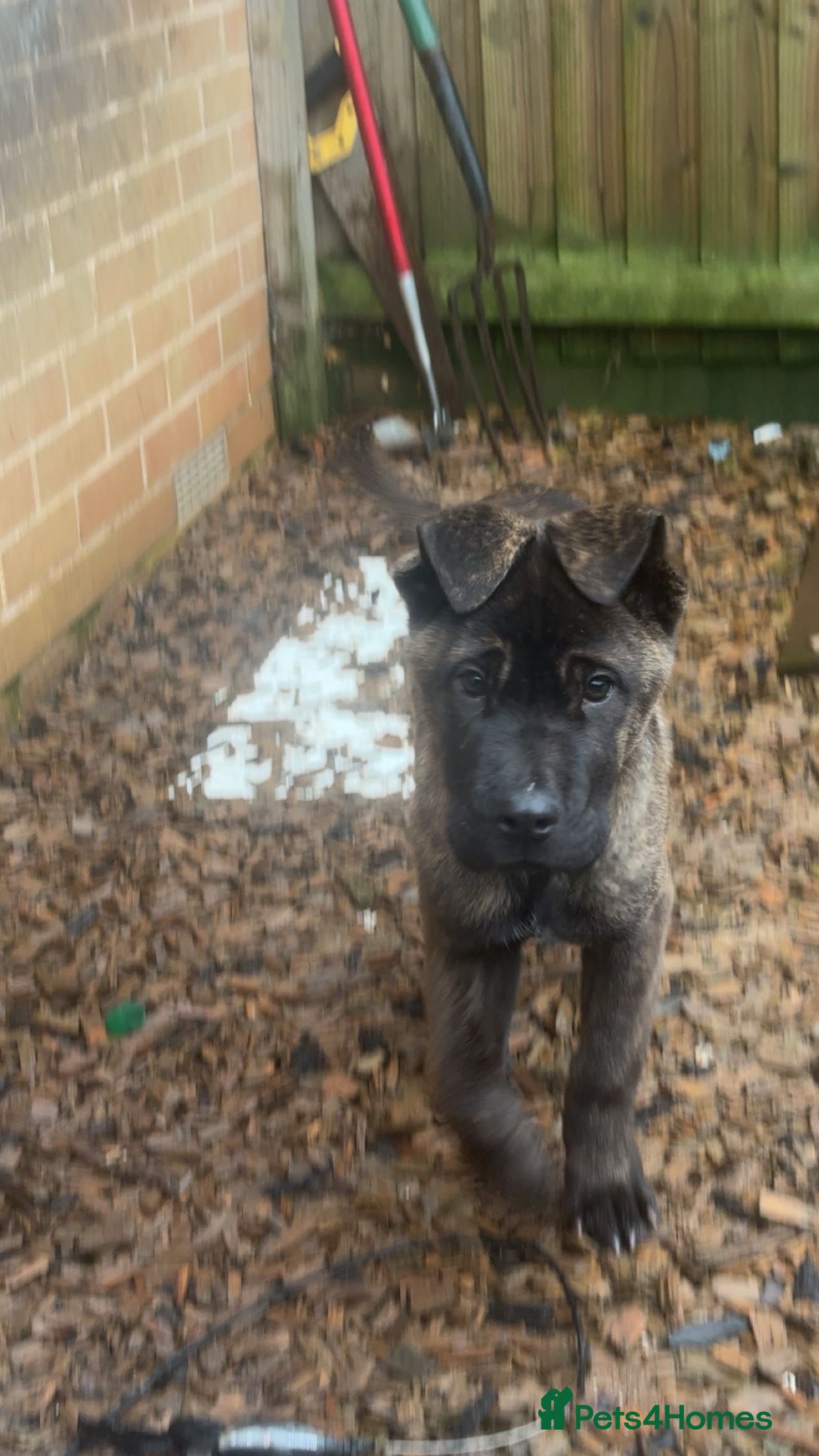 Mixed Breed dogs Rambo  - Advert 12