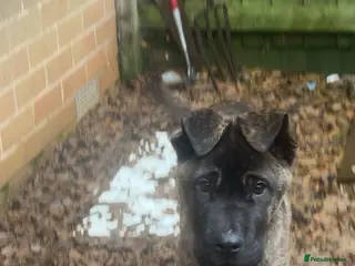 Mixed Breed dogs Rambo - Advert 1