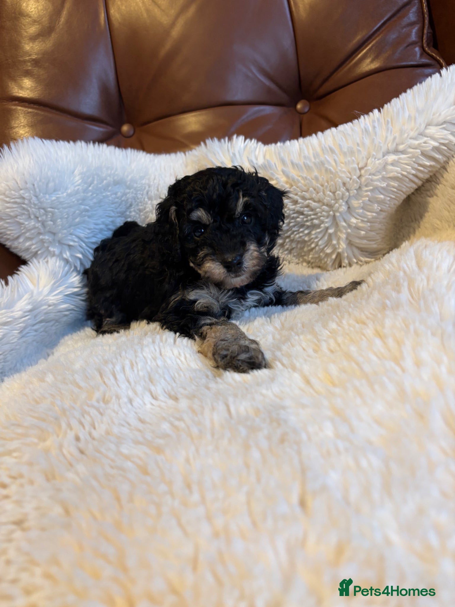 Cavapoo dogs Cavapoo from DNA PARENTS - Advert 2